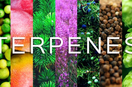 What are terpenes and why do they matter?