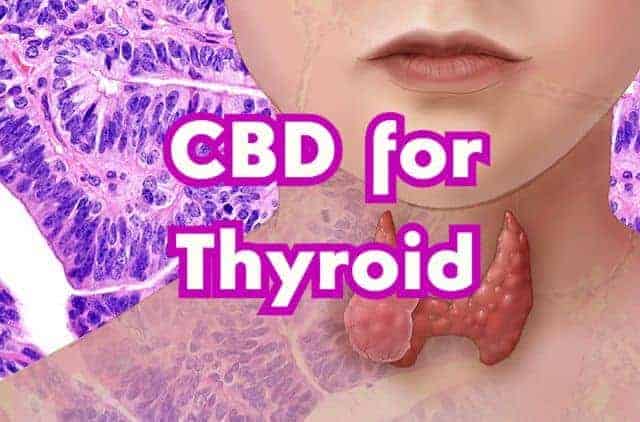 Can Cannabinoid Assist in Normalizing Thyroid Function?